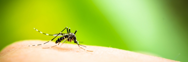 Brasil tem 340 cidades com risco de surto de dengue, informa ministério