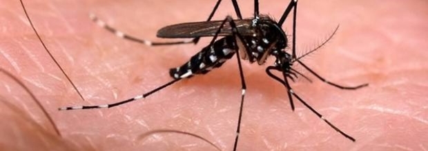 6 mitos desfeitos sobre o zika vírus