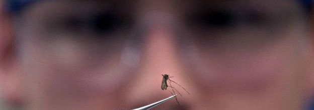 E se eliminássemos todos os mosquitos transmissores de doenças?